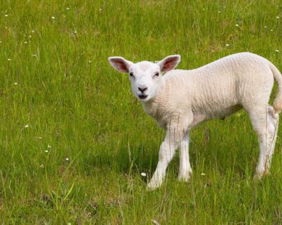 Ferienwohnung Meerblick